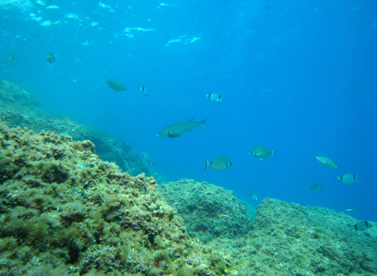 Foraminiferi dal Mar Ligure